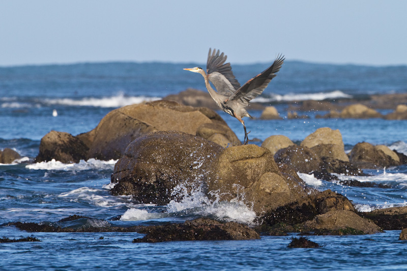 Great Blue Heron Taking Flight